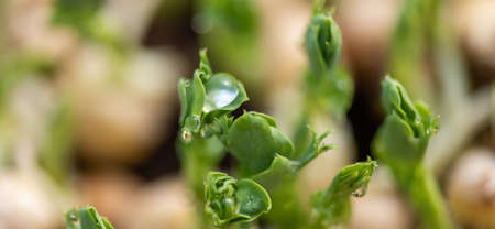 Fresh micro greens gowing peas sprouts for healthy salad. Fresh natural organic product 