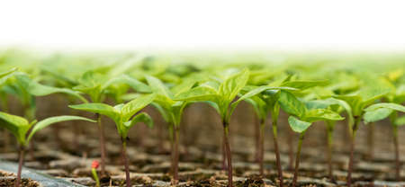 Small seedlings growing in the greenhouse garden. Fresh natural organic product 