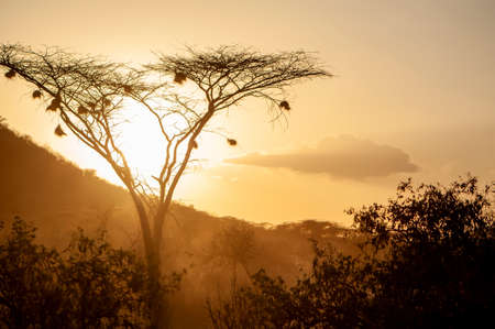 Sunrises over the acacia trees of Amboseli National Park, Kenya. Golden morning lightの写真素材