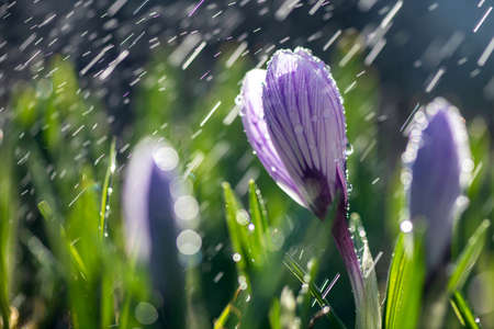 Beautiful spring crocus in the spring rain. Saffron in the garden on the lawn. Waterdrops on flowers の写真素材