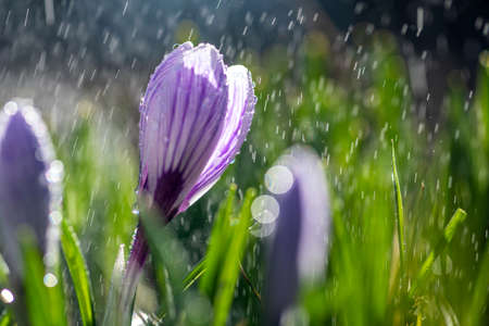 Beautiful spring crocus in the spring rain. Saffron in the garden on the lawn. Waterdrops on flowers の写真素材