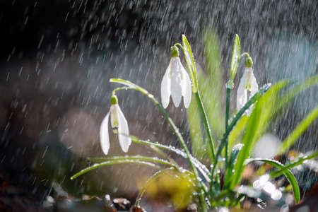 Close first spring snowdrops (Galanthus nivalis) with rain and light.  White small flowers in forestの写真素材