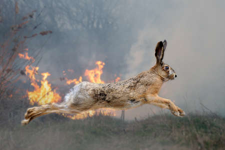 Hare on a background of burning forest. Wild animal in the midst of fire and smokeの写真素材