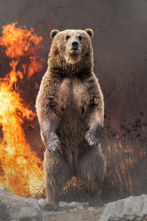 Bear on a background of burning forest. Wild animal in the midst of fire and smokeの写真素材