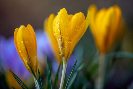 Beautiful yellow spring crocus after spring rain. Saffron in the garden on the lawn. Waterdrops on flowers の写真素材