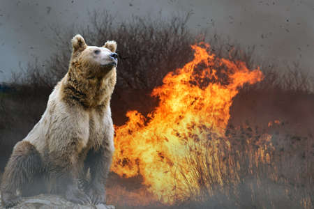 Bear on a background of burning forest. Wild animal in the midst of fire and smoke