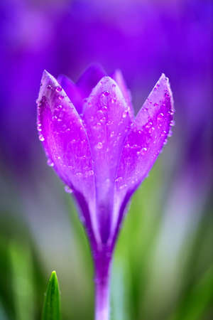 Beautiful violet spring crocus after spring rain. Saffron in the garden on the lawn. Waterdrops on flowers の写真素材