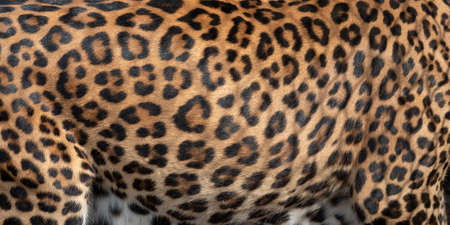Leopard pattern design. Real fur Skin texture. Animal print pattern tile backgroundの写真素材