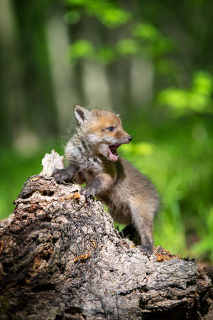 Red fox, vulpes vulpes, small young cub in forest on stump. Cute little wild predators in natural environment. Wildlife scene from natureの写真素材