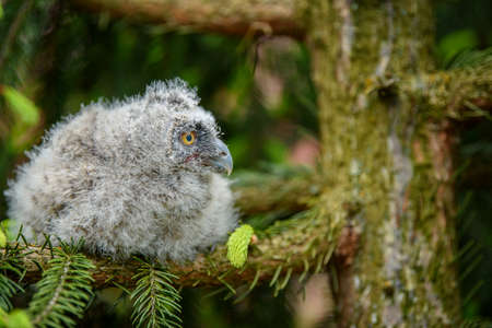 Baby Long-eared owl owl in the wood, sitting on tree trunk in the forest habitat. Beautiful small...