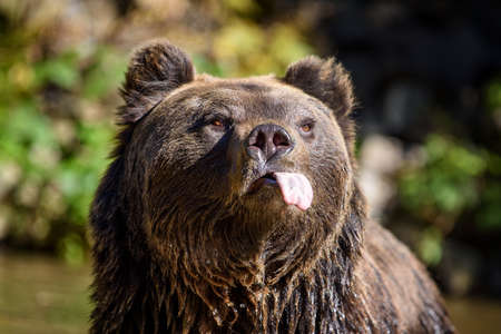 Close-up funny brown bear portrait with outstretched tongue. Danger animal in nature habitat. Big mammal. Wildlife sceneの写真素材