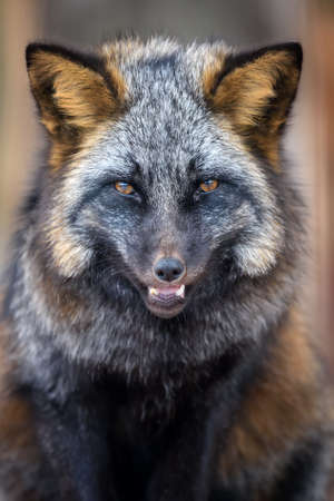 Portrait silver Fox, beautiful animal on dark background. Wildlife natureの写真素材