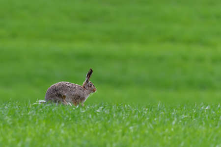 Cute hare sitting in spring grass. Wildlife scene from nature. Animal on the meadow