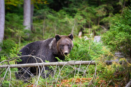 Close up Big brown bear in the forest. Dangerous animal in natural habitat. Wildlife scene