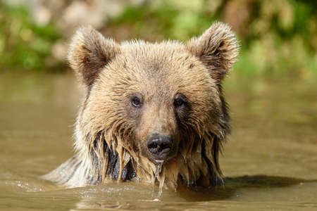 Bear in water. Beautiful animal in forest lake. Dangerous animals in river. Wildlife scene with...