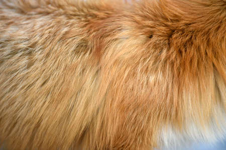 Red fox pattern design. Real fur Skin texture. Animal print pattern tile backgroundの写真素材