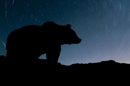 Silhouette bear and night sky with starの写真素材