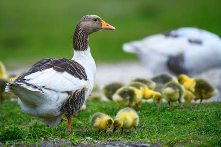 Goose with goslings in green grass. Farm animal on meadow in spring timeの写真素材