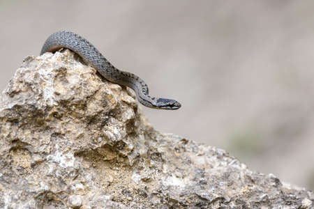 Smooth snakes eyes (Coronella austriaca) taken on heathland nature habitat on stoneの写真素材
