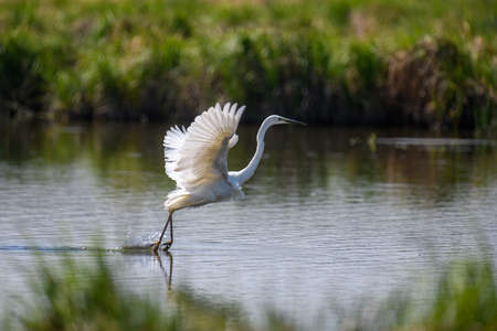 White heron, Great Egret, fly on the lake background. Water bird in the nature habitat. Wildlife sceneの写真素材