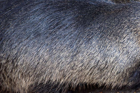 Muskrat pattern design. Real fur Skin texture. Animal print pattern tile backgroundの写真素材