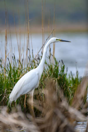 White heron, Great Egret, standing on the lake. Water bird in the nature habitat. Wildlife scene