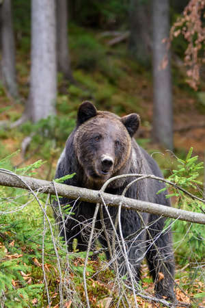 Close up Big brown bear in the forest. Dangerous animal in natural habitat. Wildlife scene