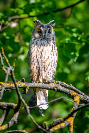 Long-eared owl owl in the wood, sitting on tree trunk in the forest habitat. Beautiful animal in natureの写真素材
