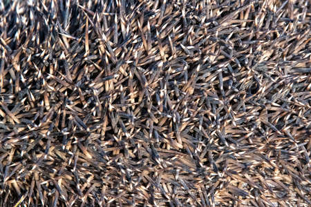 Close up texture background of hedgehog needlesの写真素材