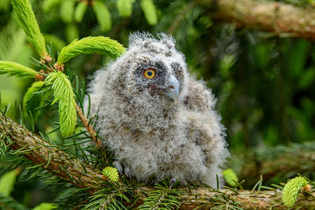 Baby Long-eared owl owl in the wood, sitting on tree trunk in the forest habitat. Beautiful small animal in natureの写真素材