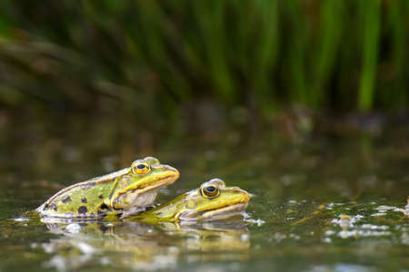 Common frogs pairing in a pond. Couple of animals are sitting in the river in spring periodの写真素材