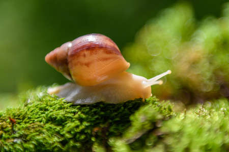 Close up brown snail (African snail, Achatina fulica) creeps on the of the green mossの写真素材