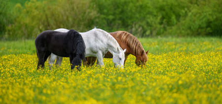 White, black and brown horse on field of yellow flowers. Three animals on meadowの写真素材