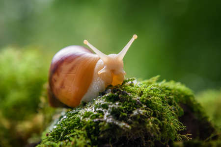 Close up brown snail (African snail, Achatina fulica) creeps on the of the green mossの写真素材