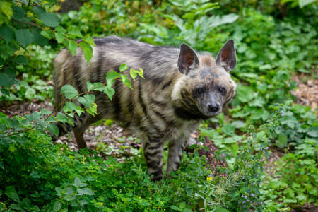 Striped hyena, Hyaena hyaena. Animal in the nature habitat. Hyena in the grass