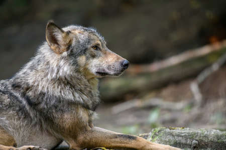 Gray wolf, Canis lupus, in the summer light, in the forest. Wolf in the nature habitatの写真素材