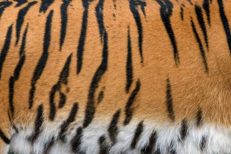 Closeup real tiger skin texture. Tiger fur background texture image backgroundの写真素材