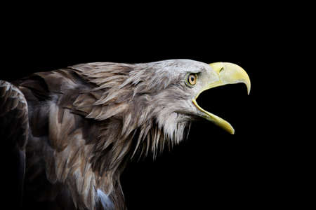 Close up White-tailed eagle portrait on black background