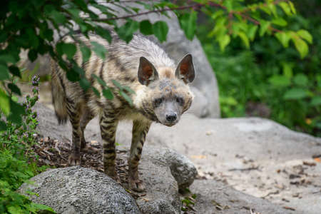 Striped hyena, Hyaena hyaena. Animal in the nature habitat. Hyena in the grass