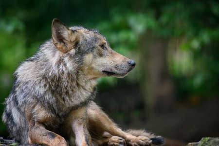 Gray wolf, Canis lupus, in the summer light, in the forest. Wolf in the nature habitatの写真素材
