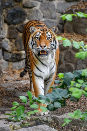 Tiger, wild animal in the natural habitat. Big cat, endangered animal hidden in forestの写真素材