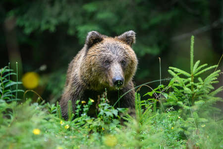 Wild adult Brown Bear (Ursus Arctos) in the summer forest. Dangerous animal in nature. Wildlife...