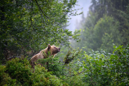 Wild adult Brown Bear (Ursus Arctos) in the mountain summer forest