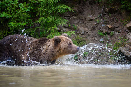 Wild adult Brown Bear (Ursus Arctos) splashing in the forest lake. Dangerous animal in nature. Wildlife sceneの写真素材