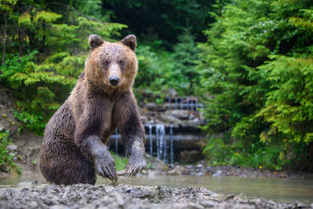 Funny wild adult Brown Bear (Ursus Arctos) standing on his hind legs in the water. Dangerous animal in nature. Wildlife sceneの写真素材