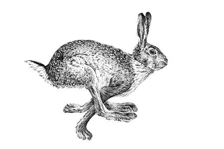 Hand drawn hare, sketch graphics monochrome illustration on white background (originals, no tracing)の写真素材