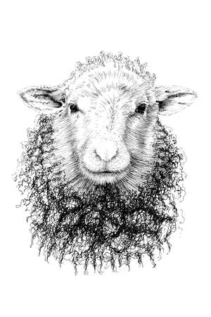 Hand drawn sheep portrait, sketch graphics monochrome illustration on white background (originals, no tracing)の写真素材