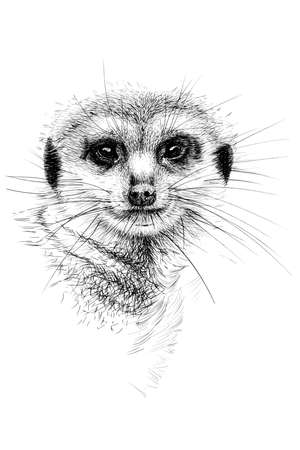 Hand drawn meerkat portrait, sketch graphics monochrome illustration on white background (originals, no tracing)の写真素材