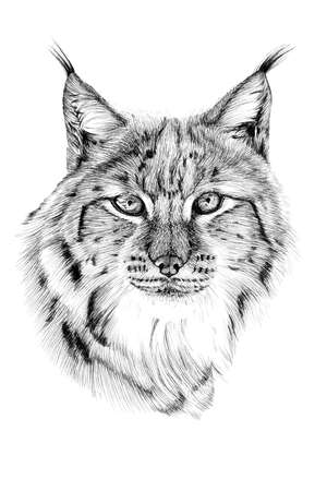 Hand drawn lynx portrait, sketch graphics monochrome illustration on white background (originals, no tracing)の写真素材