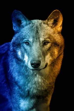 Close up portrait of wolf in a hot and cold shade